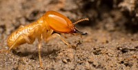 Expert termite control